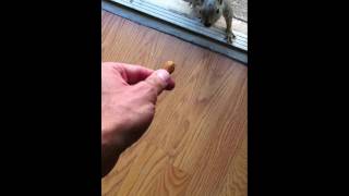 Video Thumbnail for This little guy was waiting for me when I got home