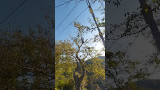 Dut Ağacını Budama Ç Öy Çe Ülbahçem