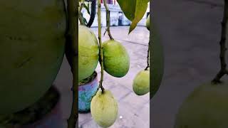 পাকা মিষ্টি আম | ২০২৬ #srsohedul #fruit #mango #greenrooftop #viral #gardening