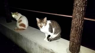 夜の猫スポット散歩行ってきました。
