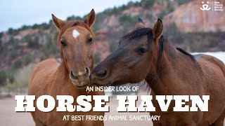 Get an insider look at Best Friend Animal Sanctuary’s Horse Haven