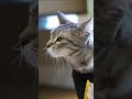 cute #cats #cat #cutecat #shorts #catlove #cute