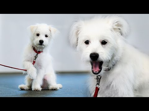 대형견 앞에서 얼어버린 <strong>소형견</strong>...(대형견=강형욱) [퍼피교육]