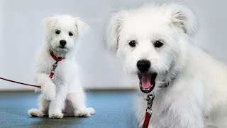 A tiny dog froze up in front of a big dog... (Big dog = Kang Hyeonguk) [Puppy Training]