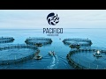 Innovators of modern ocean farming  pacifico aquaculture