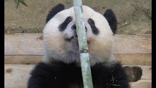 体重６０キロを超えたシャンシャン