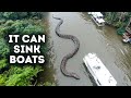 A New Giant Snake Was Just Found in the Amazon