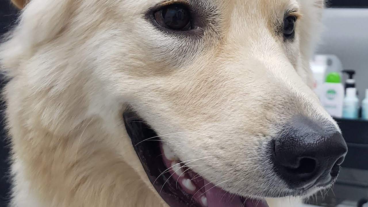 SIMBA GOLDEN RETRIEVER MIX BASIC GROOMING - YouTube