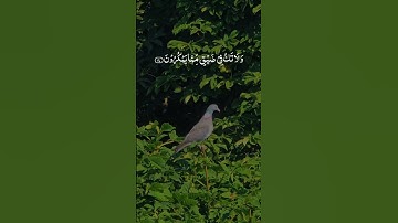 Sourate An-Nahl Verset 127-128.   سورة النحل آية ١٢٧-١٢٨