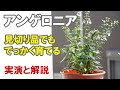 アンゲロニアの植え替え　鉢選び、植え込み方、土選びなど