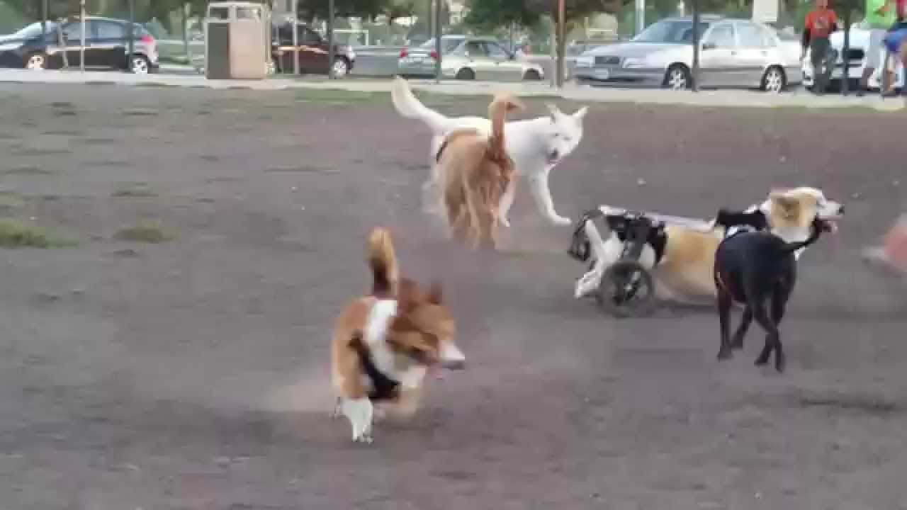 watson dog park san jose YouTube