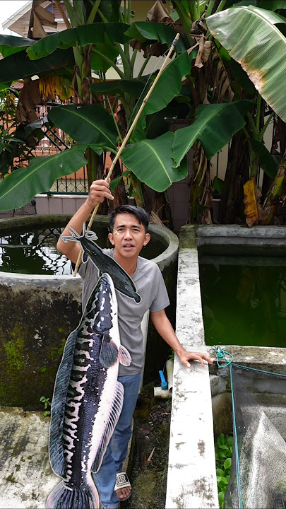 FISHING FOR CATFISH USING TOFU BAIT TO FEED THE TOMAN
