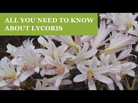 Video: Informacija apie Lycoris lelijų auginimą