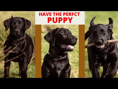 वीडियो: परफेक्ट पिल्ला के लिए 6 कदम