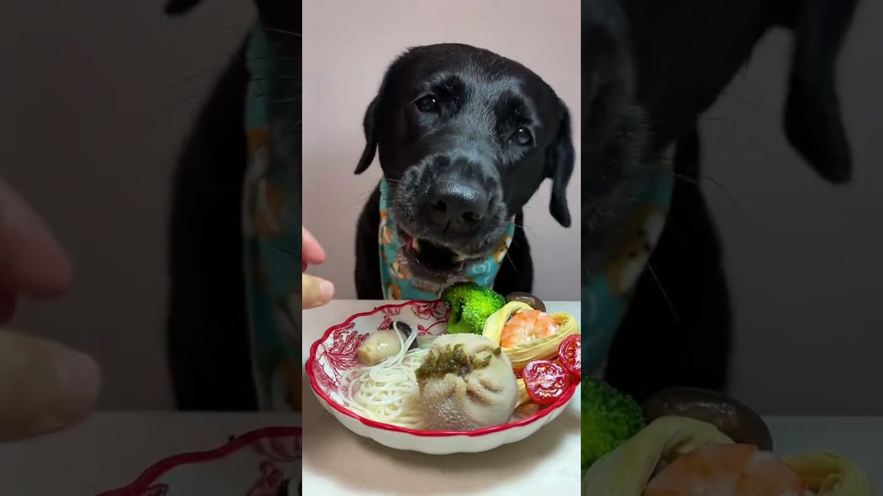 Do You Know The New Food Eat Today Cute Pet Debut Plan Don T Fun Of Raising A Dog 
