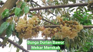 Cek Perkembangan Bunga Durian BAWOR