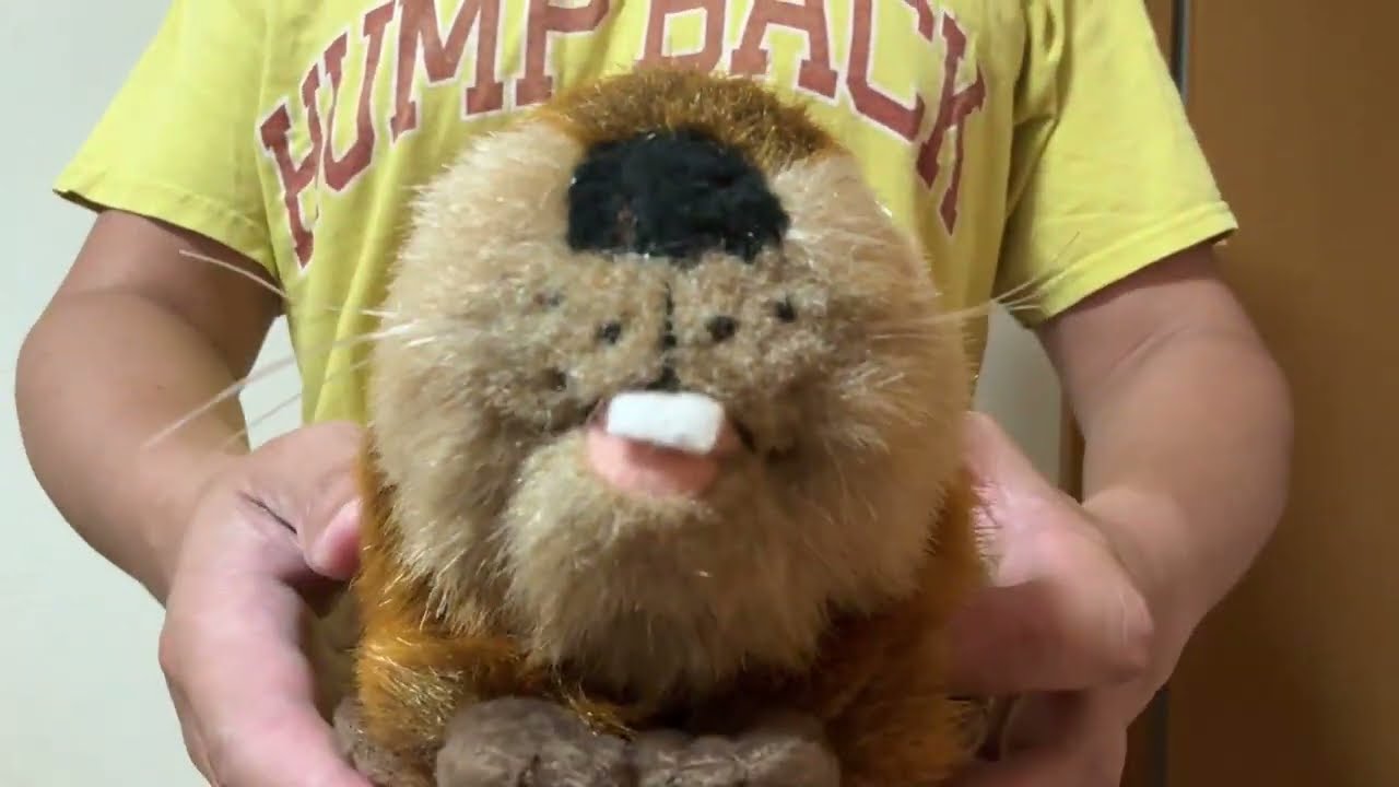 スーパービーバー ぬいぐるみ Amazon.co.jp: SUPER BEAVER スーパービーバー ビーバーちゃん