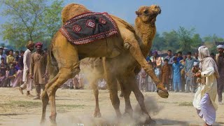 Pakistani Camels Ready For Festival Onth Dangal Saraiki Mela Part 2 Hum Saraiki
