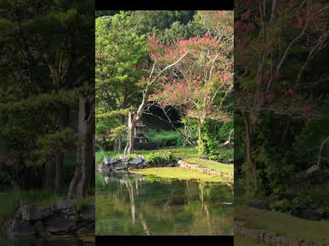 【白水の池】山口県美祢市にある藻がすごい雰囲気ある池 #shorts