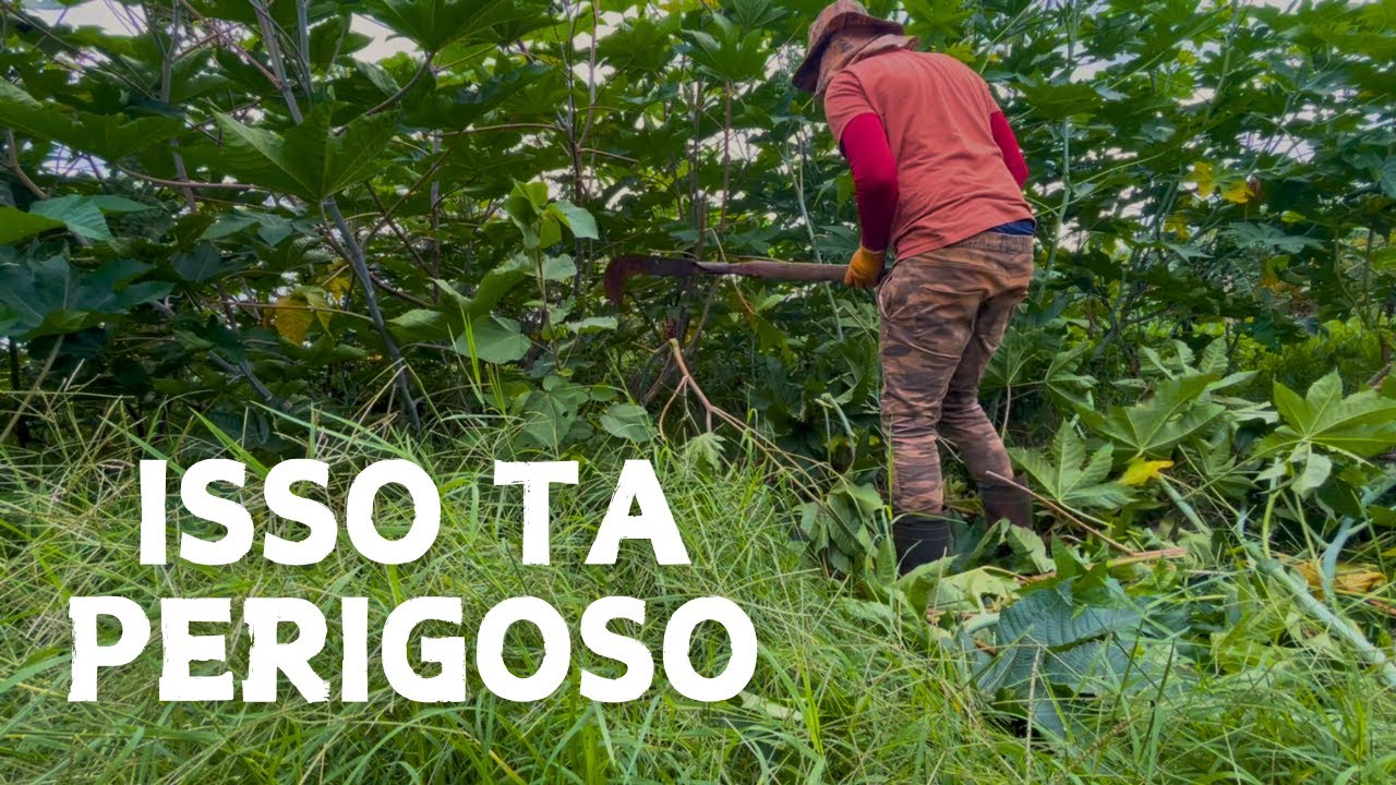 ESSE É UM TRABALHO MAIS DIFÍCIL DO QUE PARECE | SÍTIO DO ZERO