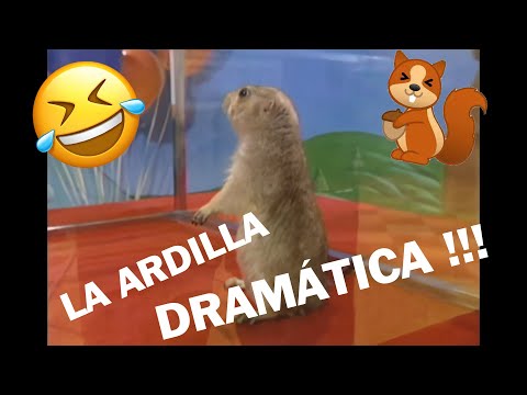 Ardilla dramatica - Dramatic Gopher