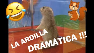 Ardilla Dramatica - Dramatic Gopher