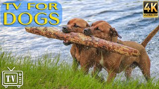 24/7 Dog TV 🐶 Best Fun &amp; Relaxing TV for Dogs! Boredom Busting Videos for Dogs with Calming Music