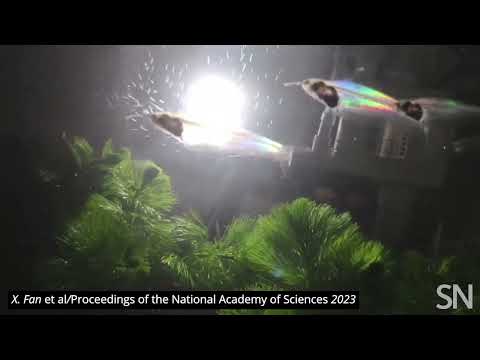 See iridescence in ghost catfish | Science News