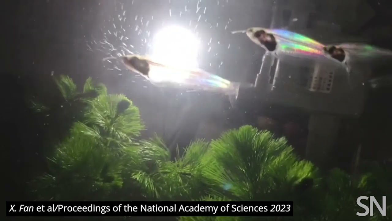 See iridescence in ghost catfish | Science News