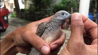 Luxury Turtle Dove with Big Voice_GUARDIAN OF THE OLD TREE 😱