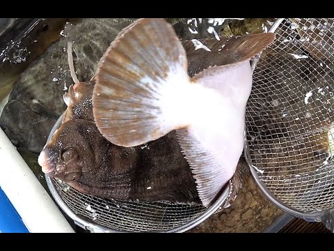 1kg 8만원 &amp;#39;울릉도 도다리&amp;#39;(찰가자미) / 속초 <strong>동명항</strong> Korean Dodari(Flounder) Sashimi [맛있겠다 Yummy]