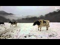 Animales jugando felices en la nieve