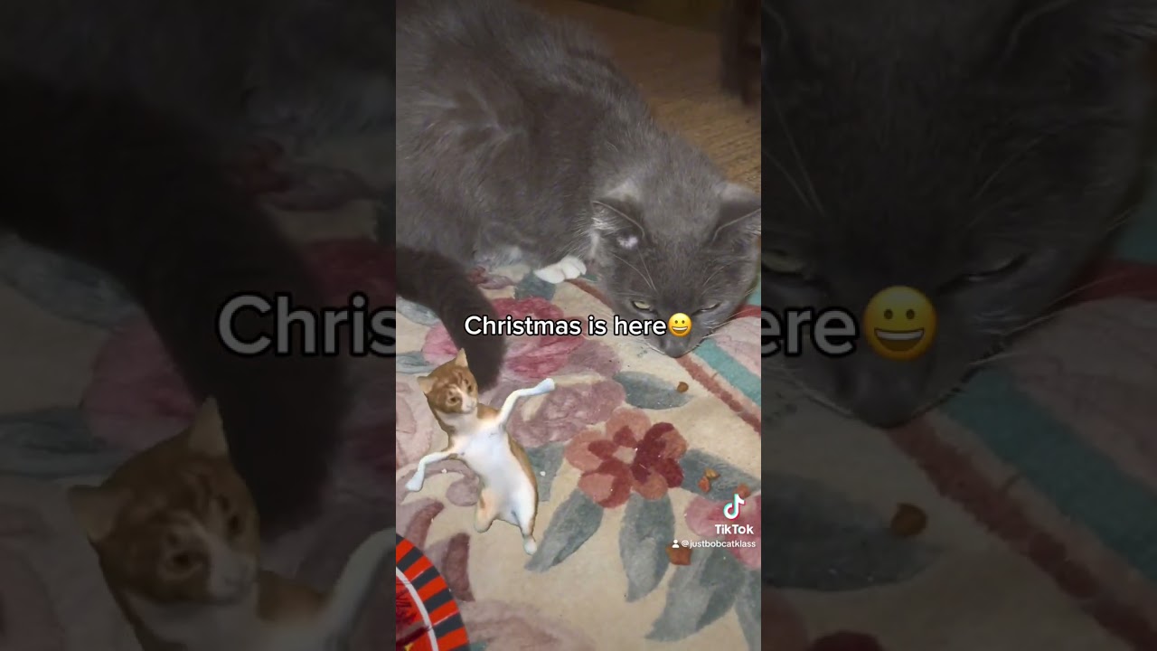 Roy’s reaction to Christmas 🎄 trees !  And little cat 🐈‍⬛ treats never hurt  either.