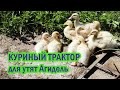 Утята Агидель. Куриный трактор. Первый заплыв в пруд. 3 недели отроду.