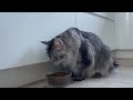 Maine Coon Deksi Cat is eating (кошка мейн кун ест)