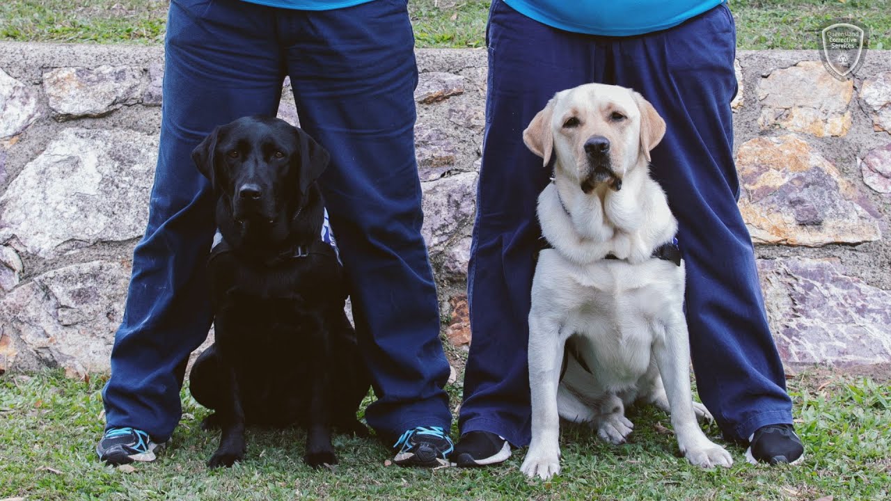 Defence Community Dogs Program