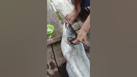 Câu dính cá thác lác#shorts #cauca #fishing #câucá #caucagiaitri