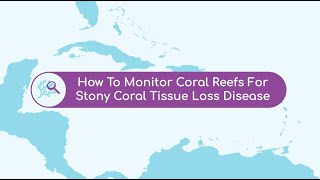 How to Monitor for Stony Coral Tissue Loss Disease (Monitoring Part 1)