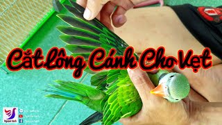✅ How to Cut Wing Feather For Parrot || Nguyên Sách - Tập 114