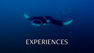 Manta Ray Snorkelling at Anantara Kihavah Maldives Villas