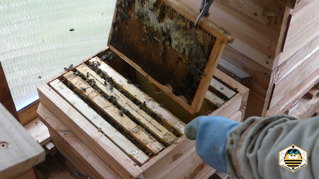 Visite d'une ruche Warré partie 1 (colonie faible)