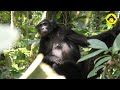 This is the most beautiful bonobo at Wamba!【Observations of Bonobos #123】