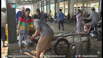 Ngư dân khai thác cá ngừ đại dương đối mặt với nỗi lo kép