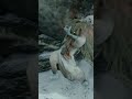 Snake Eyes Shirafuji - Sekiro Shadows Die Twice