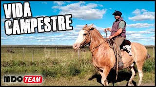 COMPRANDO CABALLO NUEVO - VIDA CAMPESTRE