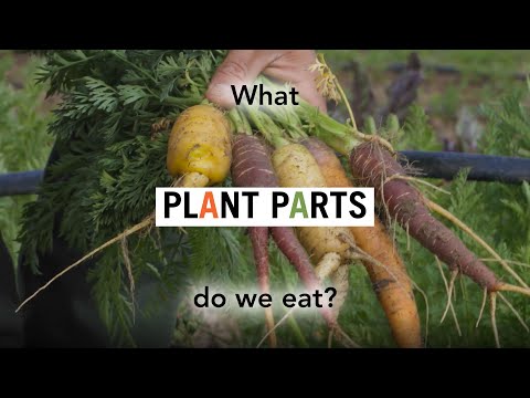 Eat Tree Roots Why Do We Eat Roots Of Some Plants