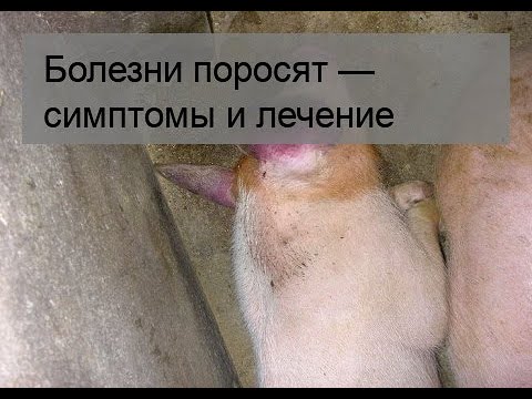 Болезни поросят — симптомы и лечение