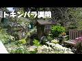 【トキンバラが満開！】春の庭が一気に華やかに！春の庭と購入苗をご紹介