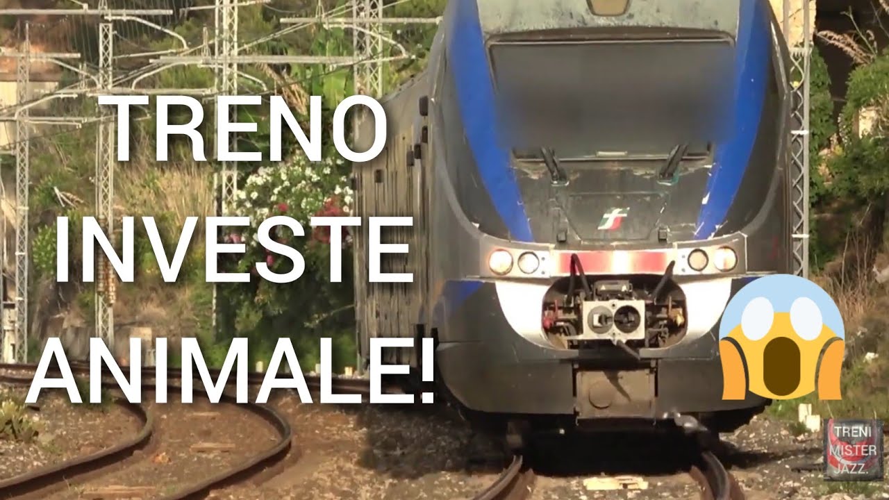 Treno investe un animale!