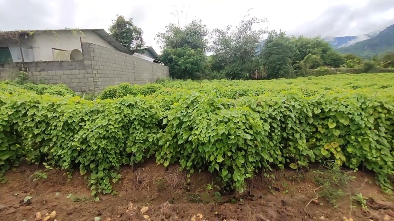 Hơn 30 năm nay mới thấy tận mắt cây khoai từ!